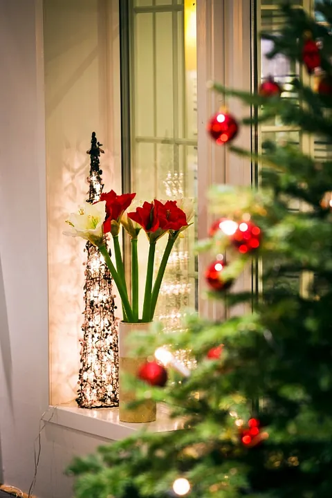 Røde roser bak et pyntet juletre