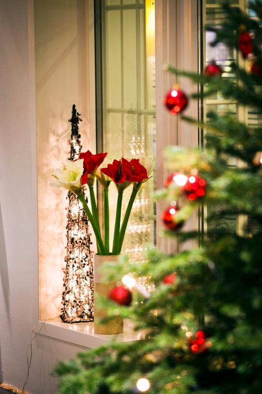 Røde roser bak et pyntet juletre